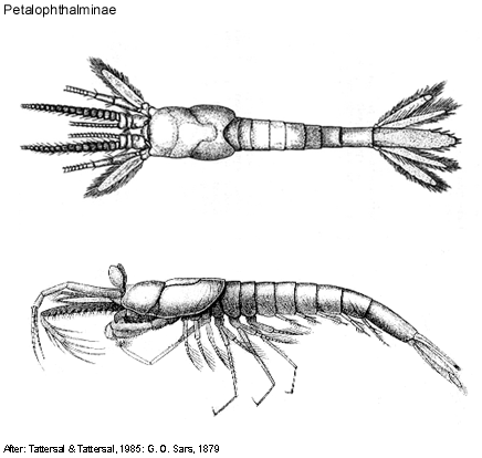 Mysidacea Mysidacea Families Subfamilies and Tribes Petalophthalmidae