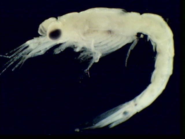 Mysis Zooplankton of the Great Lakes