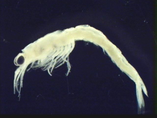 Mysis Zooplankton of the Great Lakes