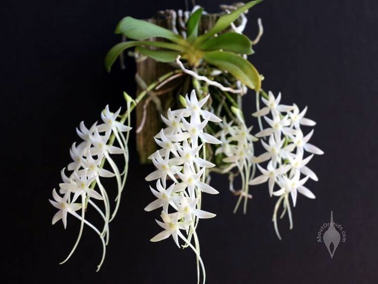 Mystacidium AboutOrchids Blog Archive Mini African Orchid Species