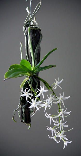 Mystacidium mystacidium capense Orchids Online via Tosca Cattaneo Janet