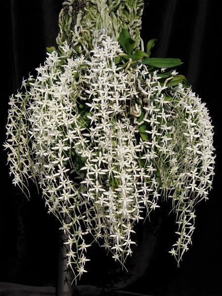 Mystacidium Mystacidium capaense presented by Orchids Limited
