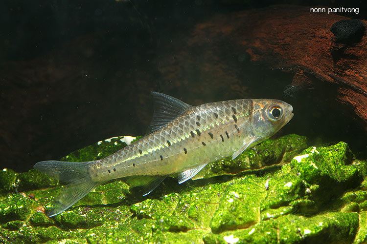 Mystacoleucus Mystacoleucus greenwayi Seriously Fish