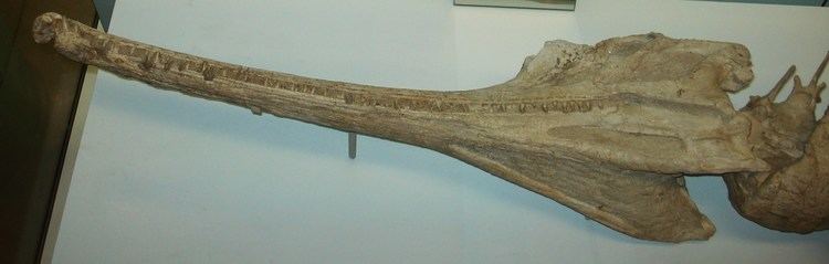 Mystriosuchus FileMystriosuchus planirostrisJPG Wikimedia Commons