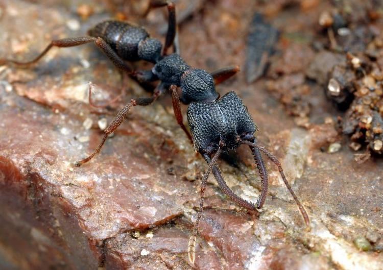 Mystrium new Dracula ants from Madagascar Minor workers become queens in