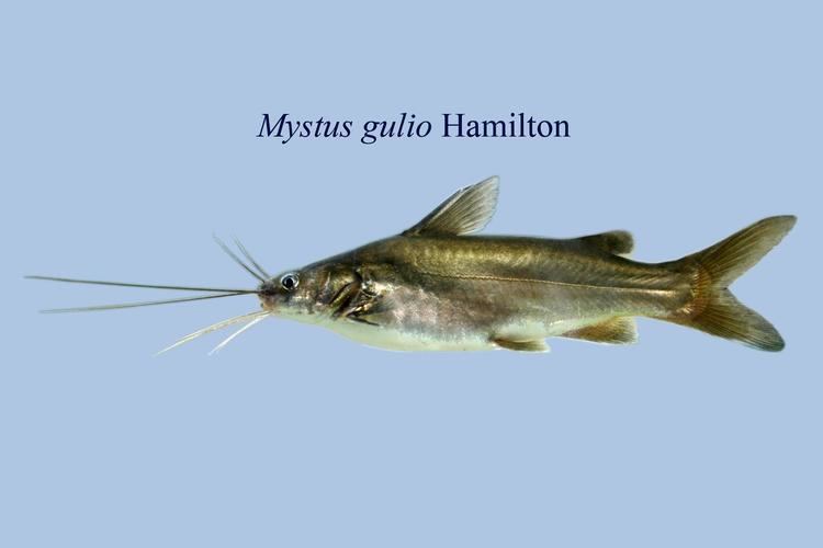 Mystus gulio All Catfish Images