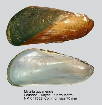 Mytella WoRMS Photogallery