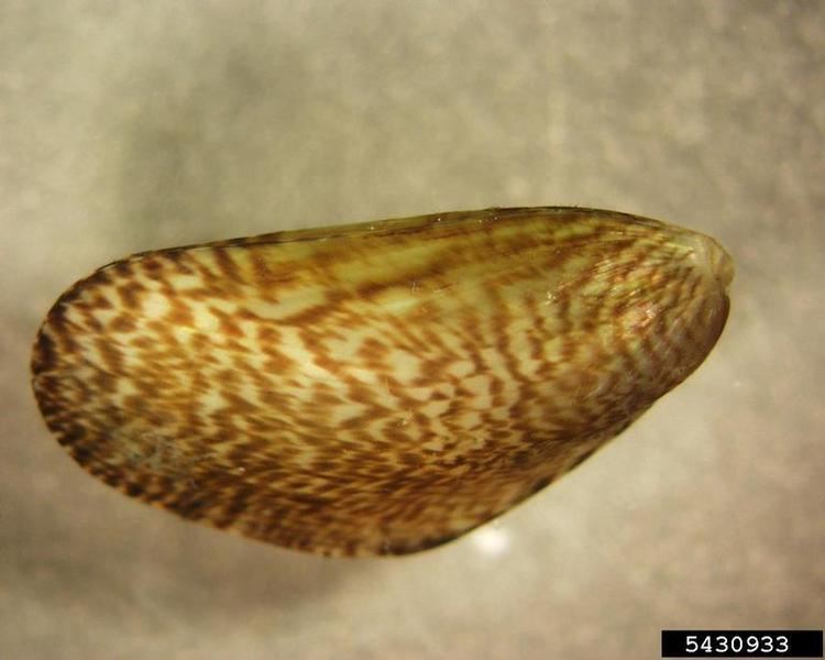 Mytella Charua mussel Mytella charruana Mytiloida Mytilidae 5430933
