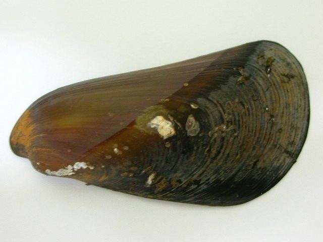 Mytella Mytella guyanensis Shell Valve External View