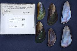 Mytella guyanensis httpsuploadwikimediaorgwikipediacommonsthu
