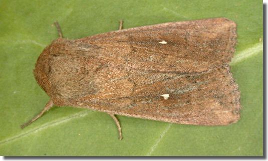 Mythimna albipuncta Hants Moths 73297 Whitepoint Mythimna albipuncta