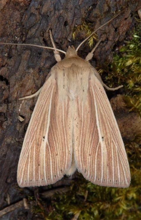 Mythimna impura European Lepidoptera and their ecology Mythimna impura