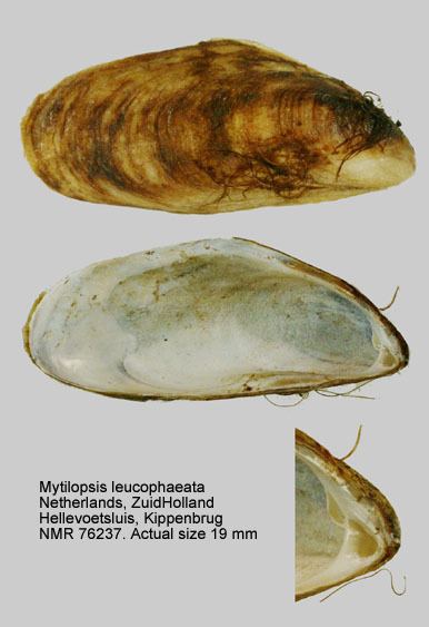 Mytilopsis leucophaeata HomeNATURAL HISTORY MUSEUM ROTTERDAM Mollusca Bivalvia