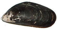 Mytilus chilensis httpsuploadwikimediaorgwikipediacommonsthu