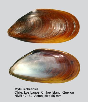 Mytilus chilensis HomeNATURAL HISTORY MUSEUM ROTTERDAM Mollusca Bivalvia