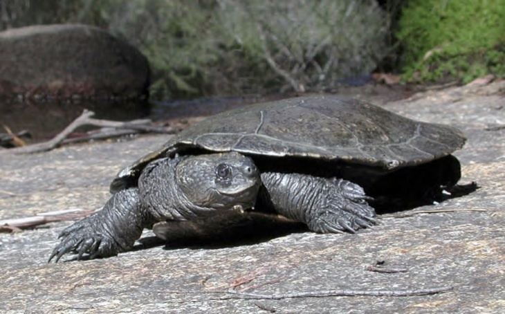 Myuchelys Tortoise and Freshwater Turtle Specialist Group
