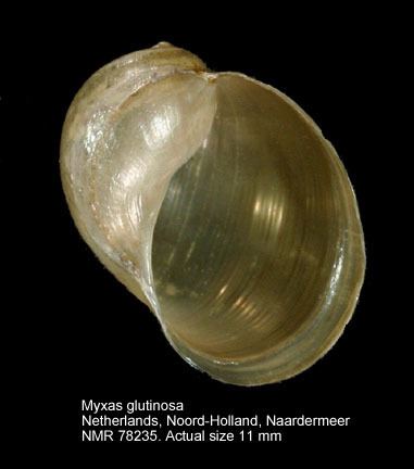 Myxas glutinosa HomeNATURAL HISTORY MUSEUM ROTTERDAM Mollusca Gastropoda