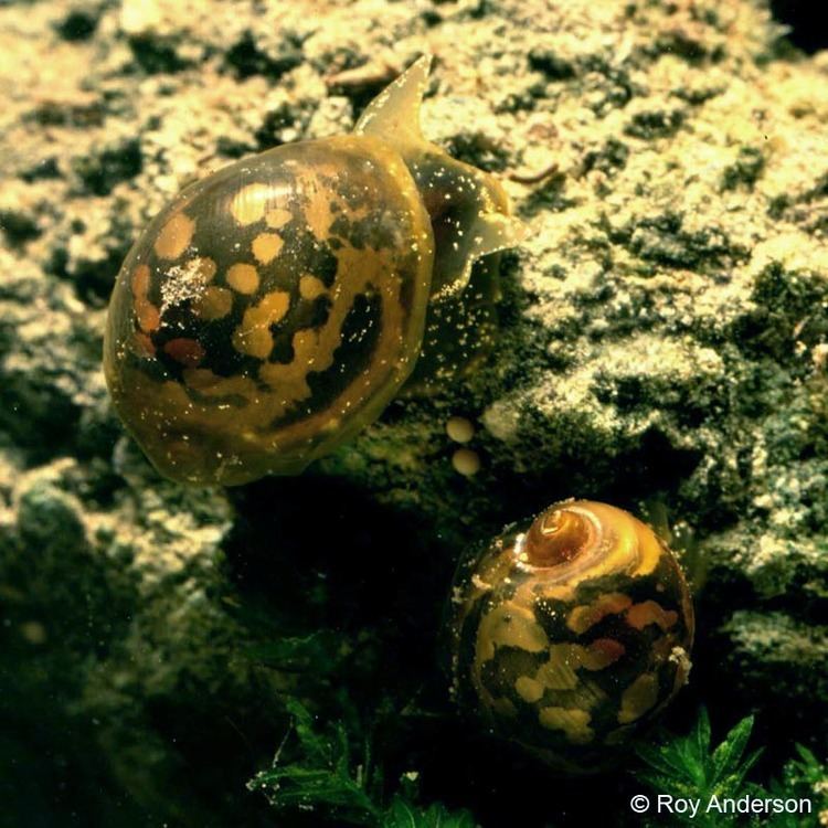 Myxas glutinosa Myxas glutinosa O F Mller 1774 Glutinous snail