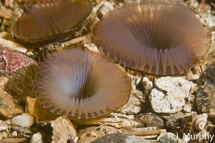 Myxicola infundibulum Jelly Tube worm