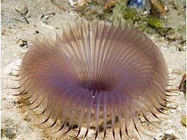 Myxicola infundibulum httpsuploadwikimediaorgwikipediacommonsthu