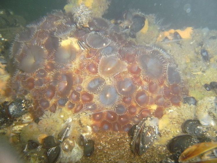 Myxicola infundibulum Myxicola infundibulum