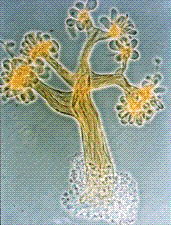 Myxobacteria Myxobacteria