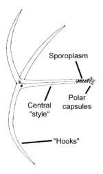 Myxobolus cerebralis httpsuploadwikimediaorgwikipediacommonsthu