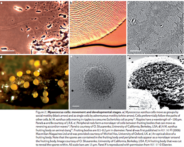 Myxococcus The sociality of Myxococcus xanthus Evidence of social group