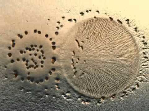 Myxococcus Myxococcus xanthus preying on an E coli colony YouTube