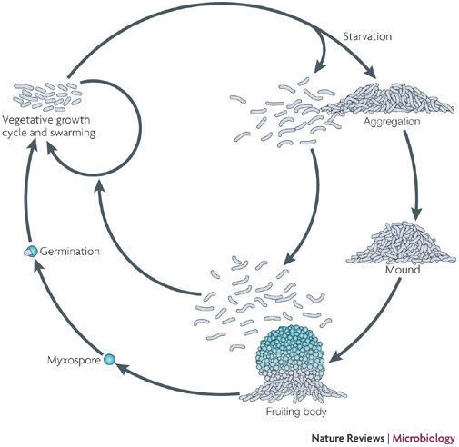 Myxococcus Figure 1 Chemosensory pathways motility and development in