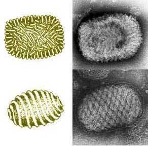 Myxoma virus encitizendiumorgimages997Leporipoxvirusedit