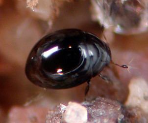 Myxophaga Myxophaga