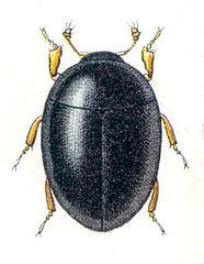 Myxophaga httpsuploadwikimediaorgwikipediacommonsthu