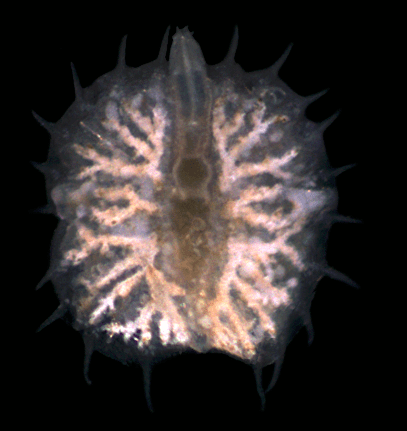 Myzostoma Christoph Bleidorn on Twitter quotMyzostoma cirriferum Annelida