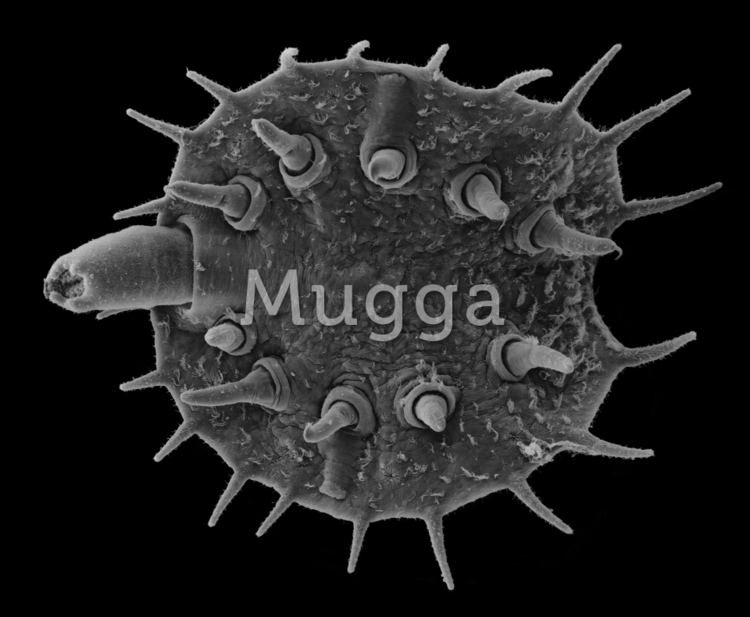Myzostoma Mugga Myzostoma cirriferum