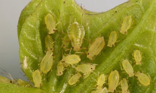 Myzus persicae green peach aphid Myzus persicae Sulzer