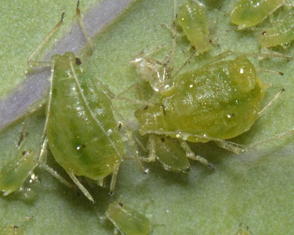 Myzus persicae Myzus aphids identification images ecology