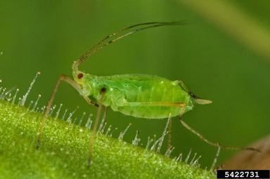 Myzus persicae green peach aphid Myzus persicae Sulzer 1776