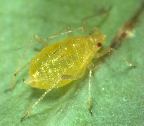 Myzus persicae AphID Myzus persicae