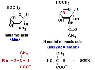 N-Acetylmuramic acid Bioc 462a Lecture Notes