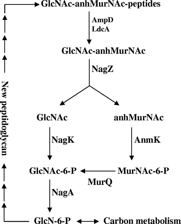 N-Acetylmuramic acid The NAcetylmuramic Acid 6Phosphate Etherase Gene Promotes Growth