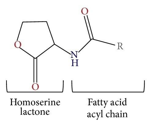 N-Acyl homoserine lactone httpswwwresearchgatenetprofileJianWoonChe