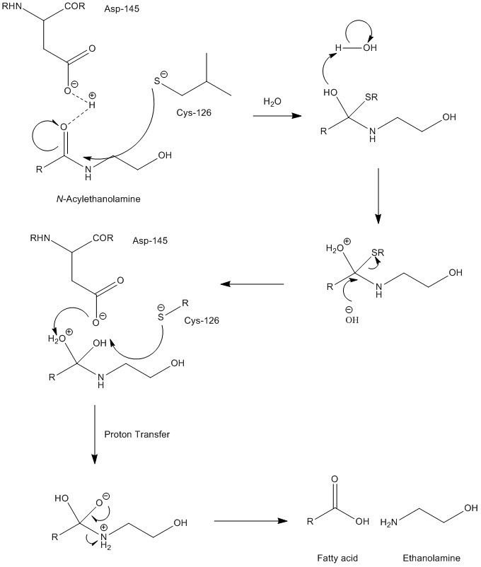 N-acylethanolamine acid amide hydrolase
