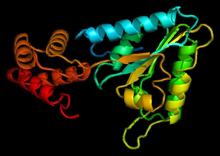 N-ethylmaleimide sensitive fusion protein