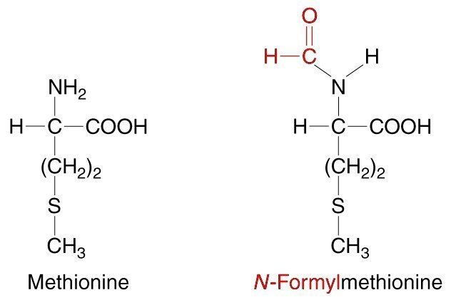 N-Formylmethionine Gr1032