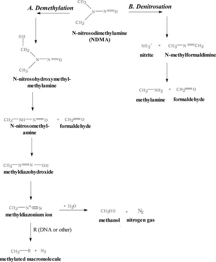 N-Nitrosodimethylamine Biotransformation of NNitrosodimethylamine by Pseudomonas mendocina KR1