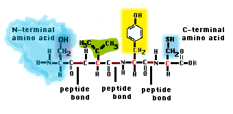N-terminus N and C terminal aminoacids