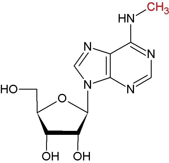 N6-Methyladenosine wwwjaffreylaborgsiteimagesm6ajpg