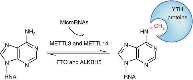 N6-Methyladenosine N6methyladenosineencoded epitranscriptomics Nature Structural