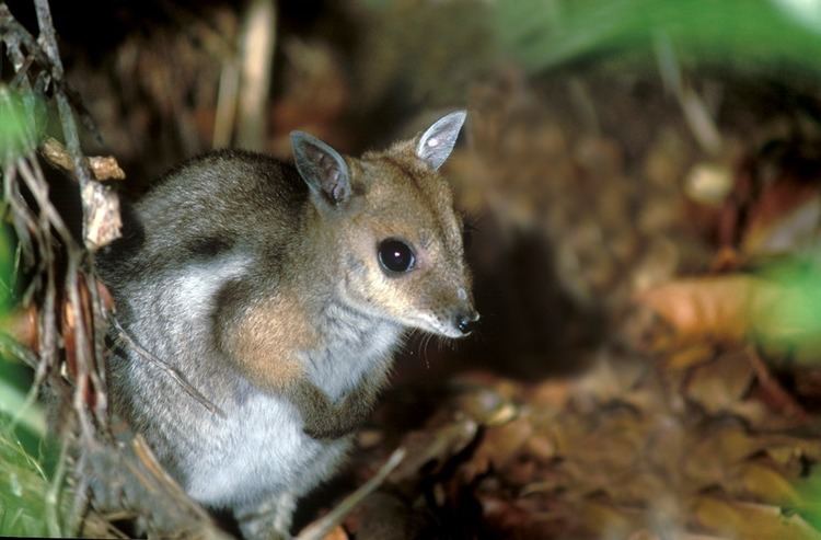 Nabarlek Australian Wildlife Conservancy
